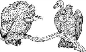 Pair Of Vultures