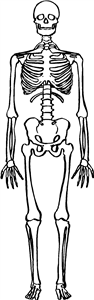 Skeleton