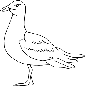 Seagull
