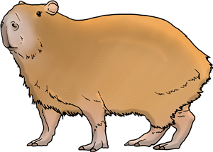 Capybara