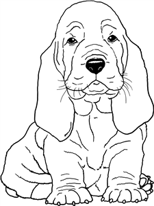 Basset Hound Puppy