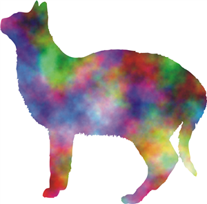 Colourful Cat