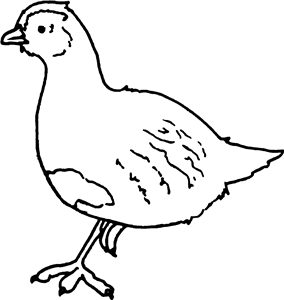 Partridge