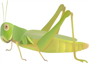 Grasshopper