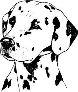 Dalmation Head