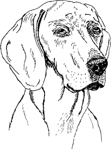 Weimaraner