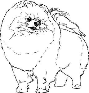 Pomeranian