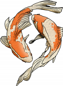 Koi Carp