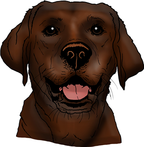 Chocolate Labrador Face