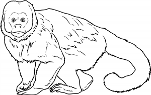 Capuchin Monkey
