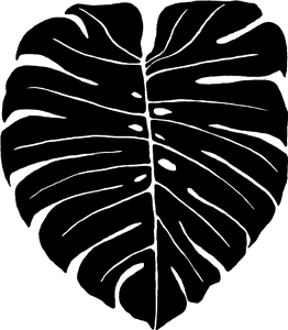 Swiss Cheese Plant Leaf