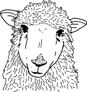 Sheep Head