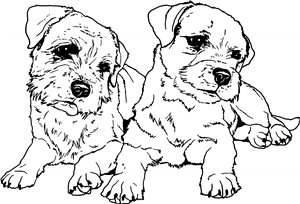 Border Terriers