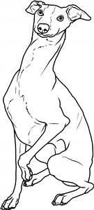 Goofy Italian Greyhound