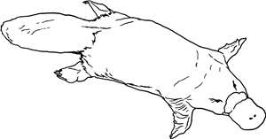 Platypus