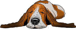 Sleepy Basset Hound