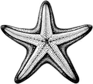 starfish