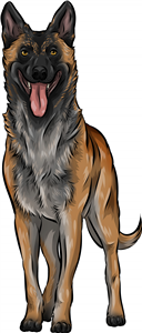 Belgian Malinois