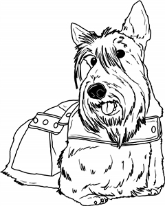 Scottish Terrier