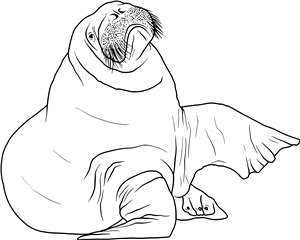 Walrus