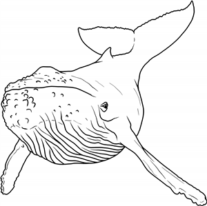 Humpback Whale