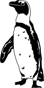 Humbolt Penguin