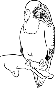 Budgie