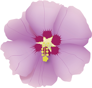 Hibiscus Flower