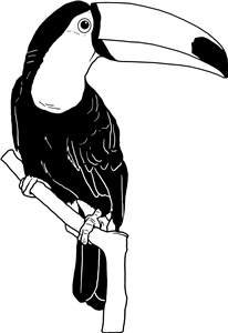 Toucan