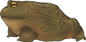 African Bullfrog