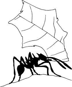Ant Carrying A Leaf