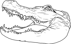 Alligator Head