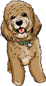 Cockapoo