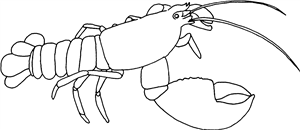 Florida Cray Lobster
