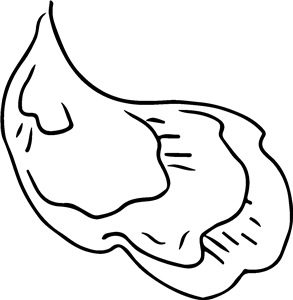 Oyster Shell