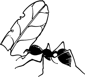 Ant Carrying Leaf