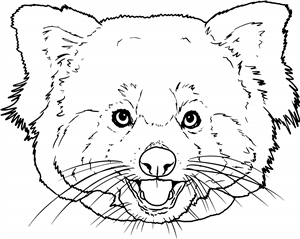 Red Panda Face