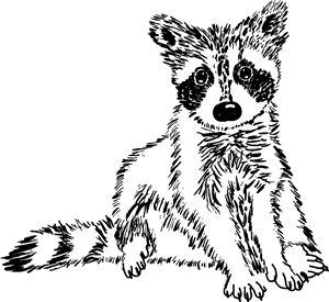 Racoon Cub