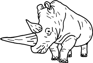 Rhino