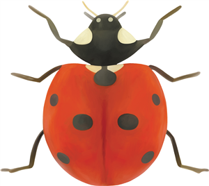 Ladybird