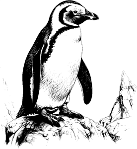 penquin
