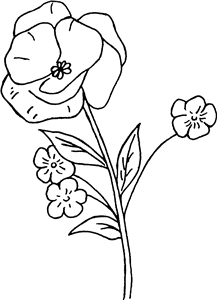 Poppy Flower