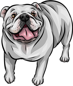 White English Bulldog