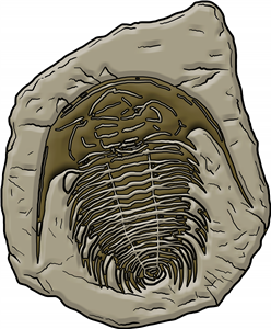Trilobite Fossil