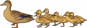 Mother Duck & Ducklings