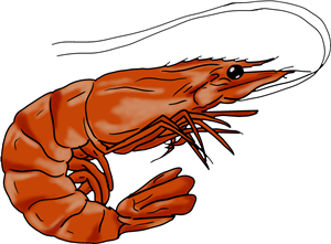 Shrimp