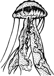Jellyfish