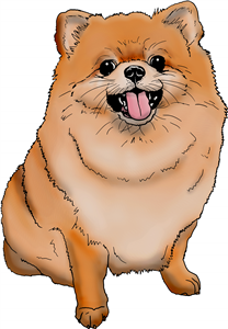 Pomeranian Dog