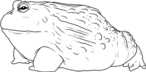 African Bullfrog