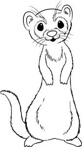 Standing Ferret